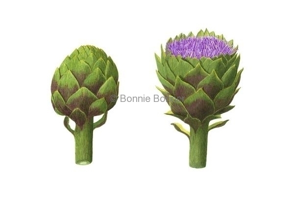 Artichoke, 16 x 20, $175