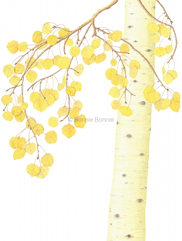Aspen, 24 x 30 , $275