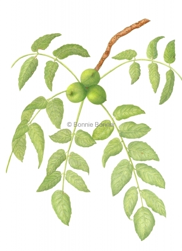 Black Walnut, 16 x 20, $150