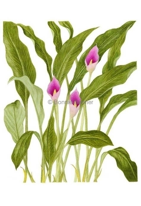 Calla Lily (pink), 16 x 20, $200