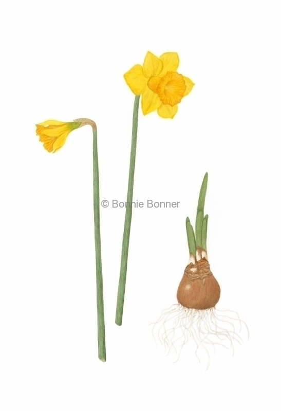 Daffodil, 16.5 x 21, $135