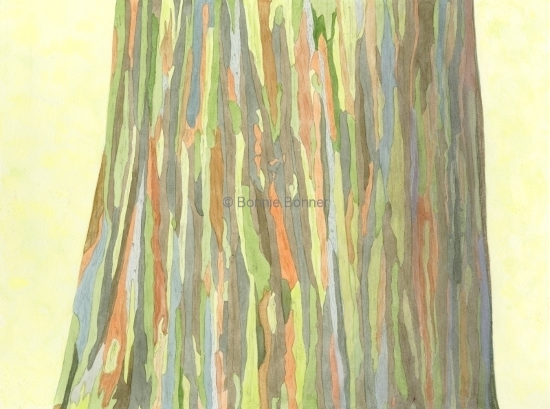 Eucalyptus, 14 x 16, $75