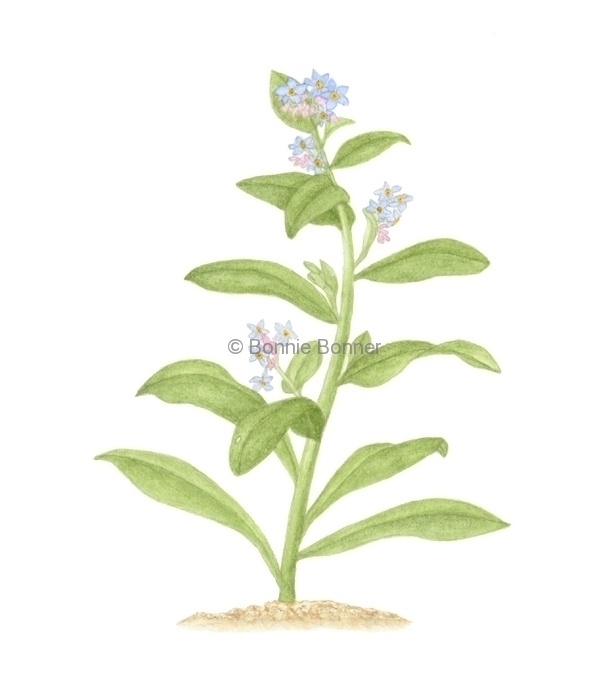 Forget-me-not, 11 x 14, $75
