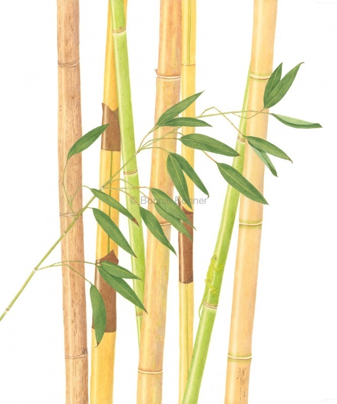 Bamboo, 20 x 24, $200