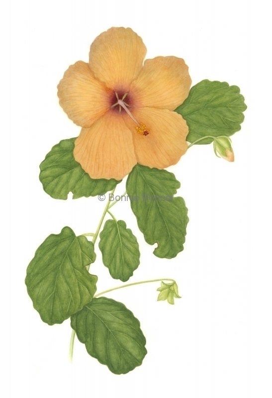 Hibiscus, 18 x 24, $165