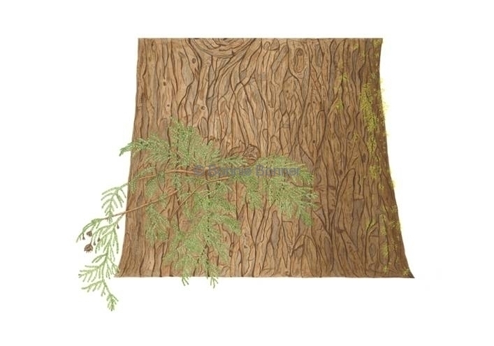 Incense Cedar, 19.5 x 24.5, $185