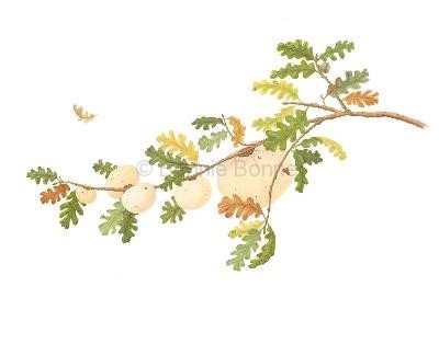 Valley Oak Galls, 20 x 16, $175