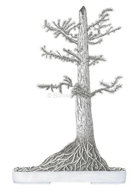Japanese Cedar, 16 x 20, $130