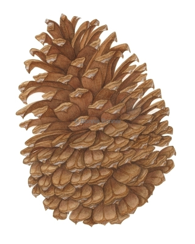 Jeffrey Pinecone, 16 x 20, $175