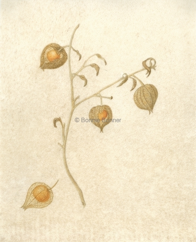 Ground Cherry, 11 x 14, $75