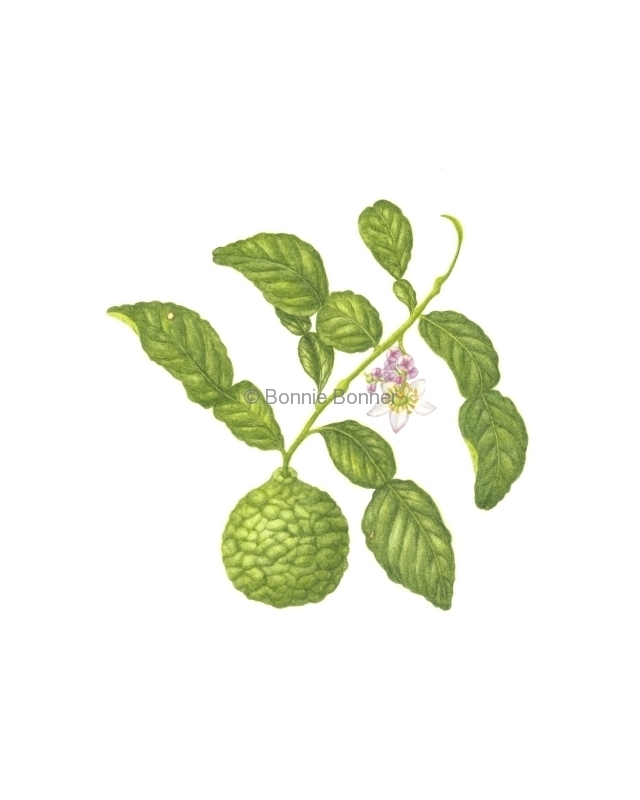 Kaffir Lime, 12 x 12, $125