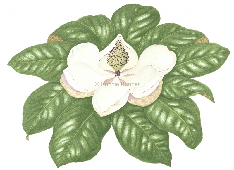 Magnolia, 24 x 29, $225