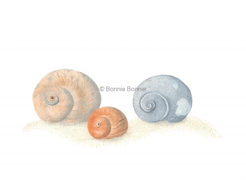 MoonShells, 16 x 12, $100