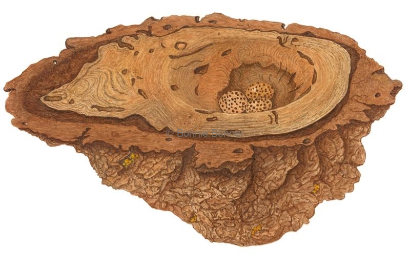 Oak Burl 16” x 20” $200