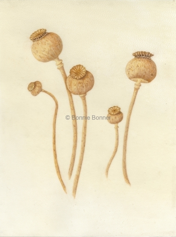 Opium Poppy, 9 x 12, $75