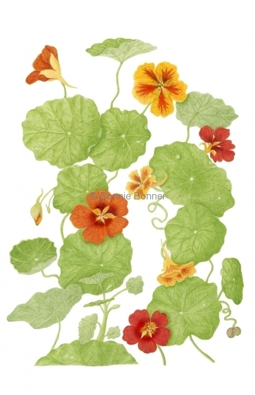 Nasturtium, 16 x 20, $175