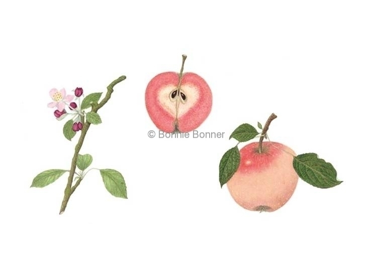 Pink Pearl Apple, 12 x 18, $130