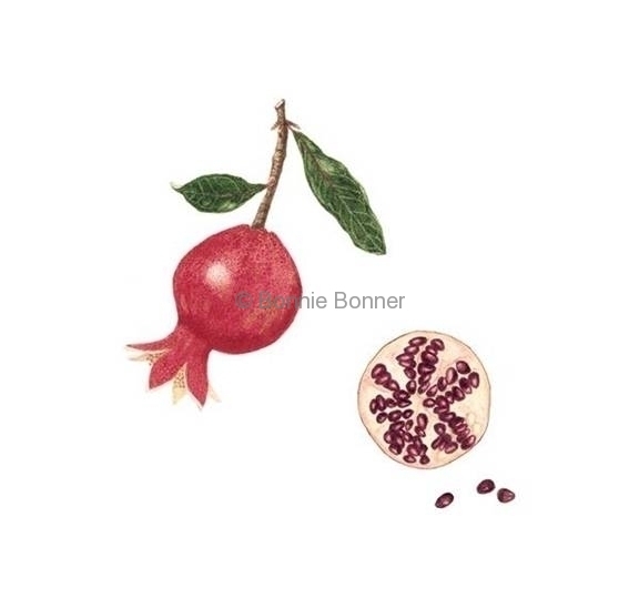 Pomegranate, 14 x 16, $125