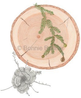 Redwood, 18 x 22, $200