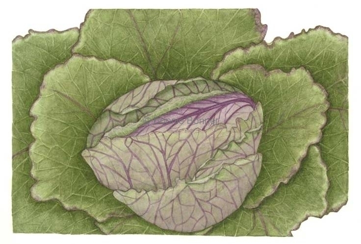 Savoy Cabbage, 16 x 20, $90