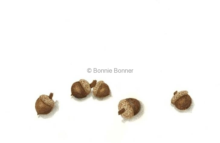 Small Acorns, 14 x 16, $65