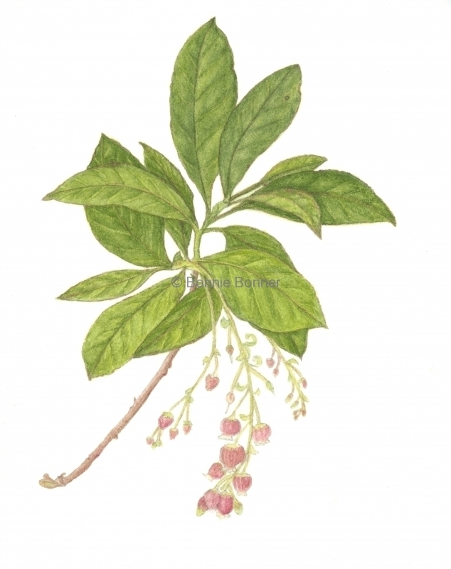 Strawberry Tree, 11 x 14, $85