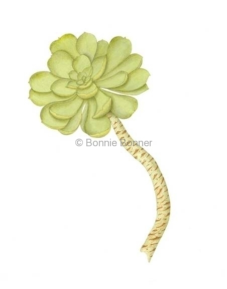 Succulent, 22 x 18, $120