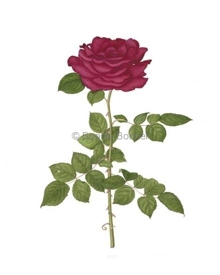 Rose, 20.5 x 24, $175