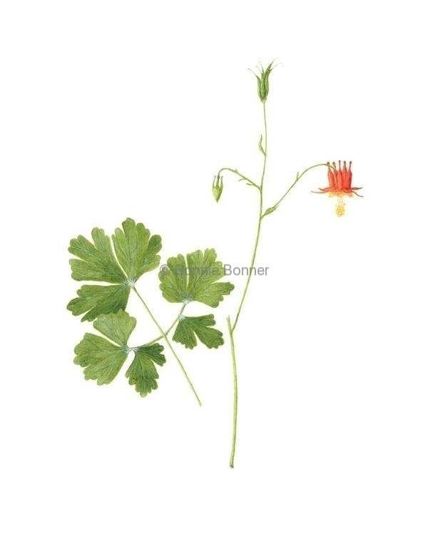 Columbine, 15 x 19, $125