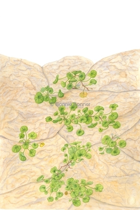 Dichondra, 16 x 20, $175