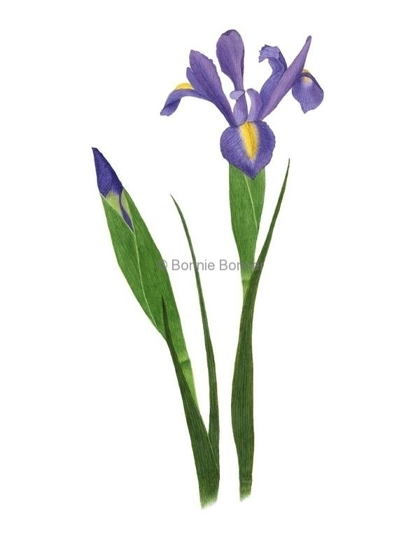 Iris, 16 x 20, $135