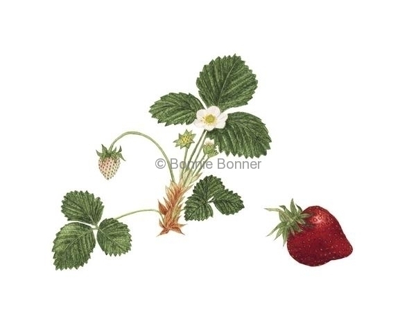 Strawberry, 14 x 16, $125