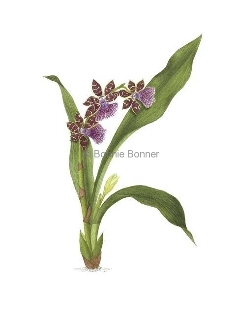 Orchid, 16 x 20, $135