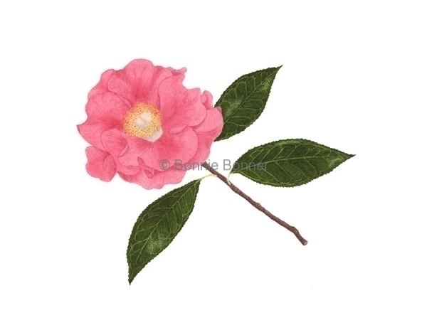 Camellia, 12 x 10, $135