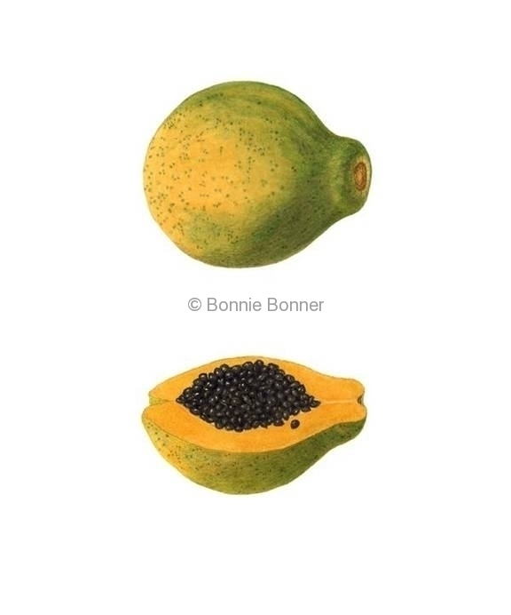 Papaya, 16 x 20, $125
