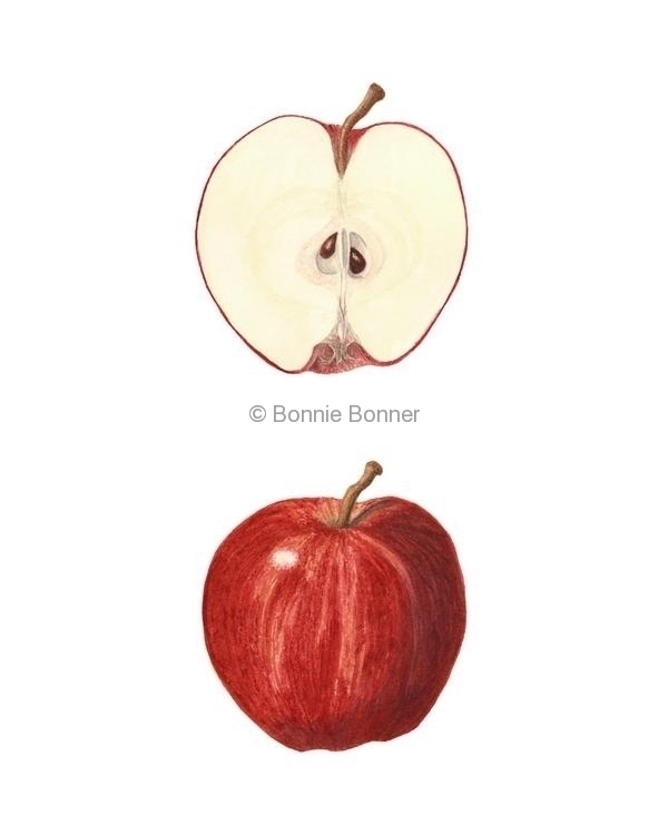 Apple, 14 x 16, $120