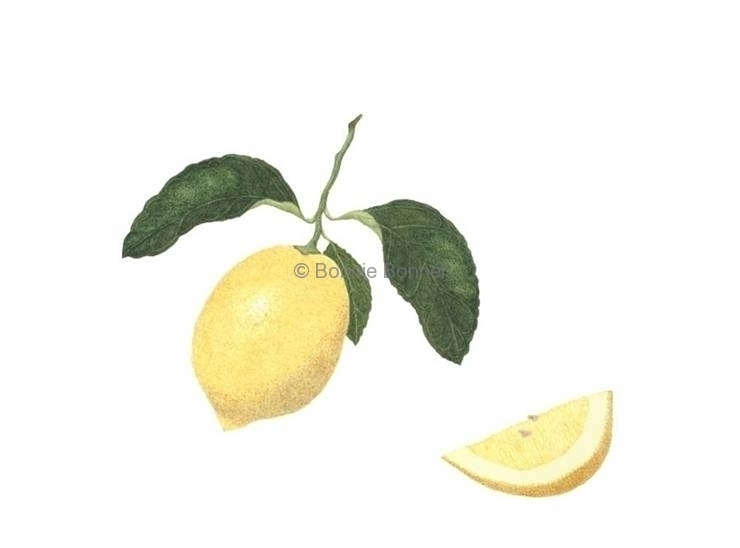 Lemon, 20 x 16, $120