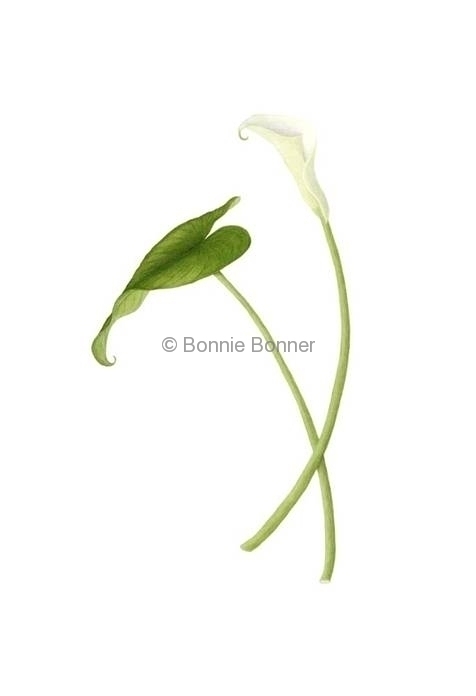 Calla Lily (white), 10 x 15, $130