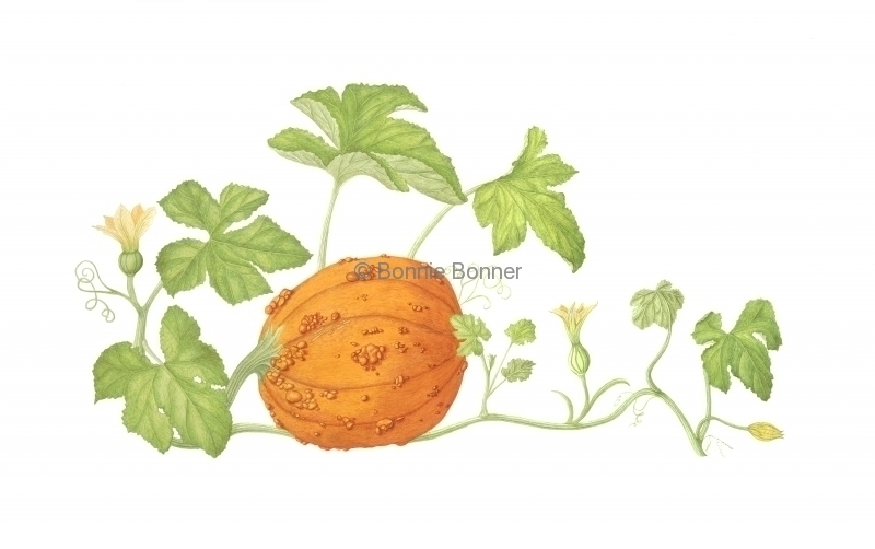Pumpkin Patch, 30 x 24, $240