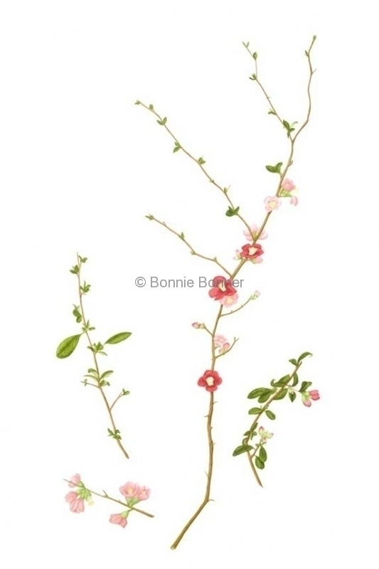 Quince, 19 x 30, $225
