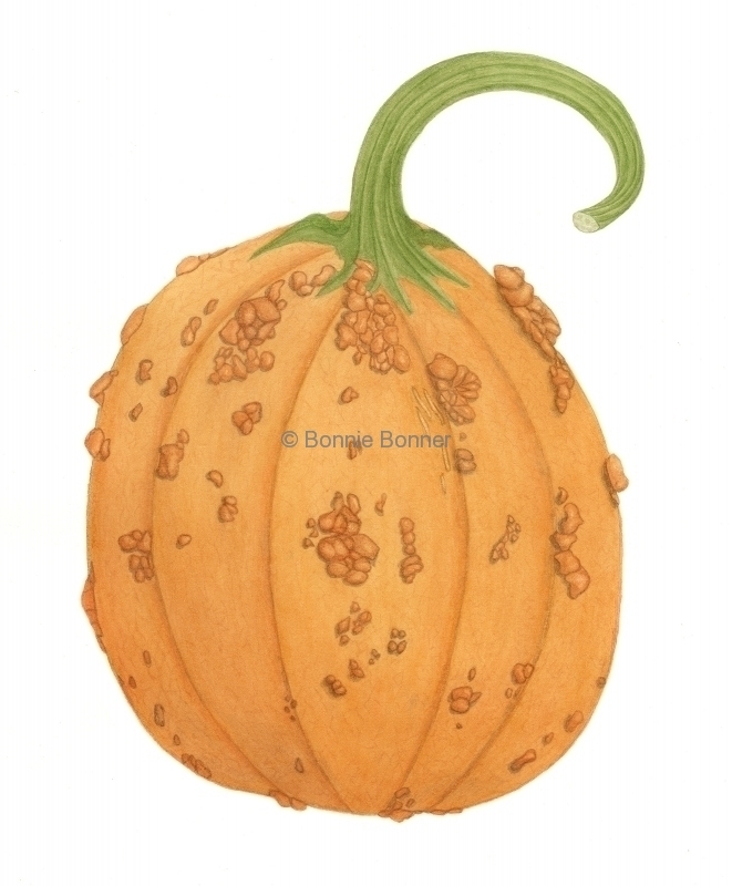 Pumpkin , 14 x 16, $150