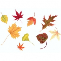 Autumn Leaves, 16 x 20, $125