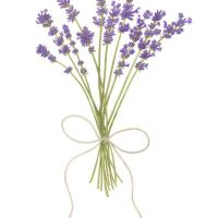 Lavender, 16 x 20, $100