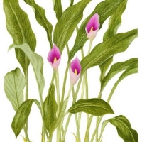 Calla Lily (pink), 16 x 20, $200