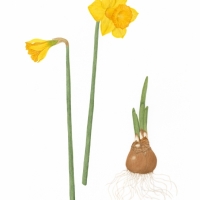 Daffodil, 16.5 x 21, $135