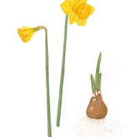 Daffodil, 16.5 x 21, $135