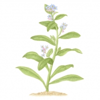 Forget-me-not, 11 x 14, $75