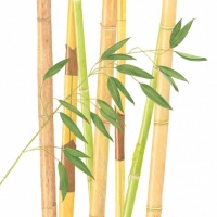 Bamboo, 20 x 24, $200