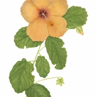 Hibiscus, 18 x 24, $165