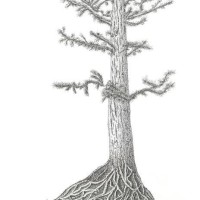 Japanese Cedar, 16 x 20, $130